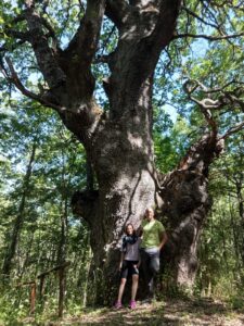 Quercia2